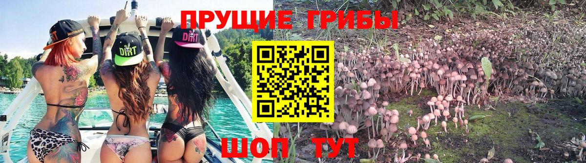 Свободный  Псилоцибиновые грибы MAGIC MUSHROOMS  Вход с VPN  Псилоцибиновые грибы MAGIC MUSHROOMS 